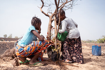 Brave little West African girls on a barren farmland trying to save a dying tree by pouring water...