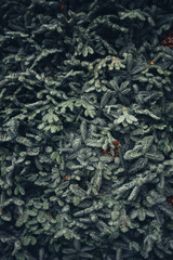 Christmas tree branches