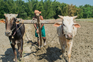 indian Farmer ploughing field