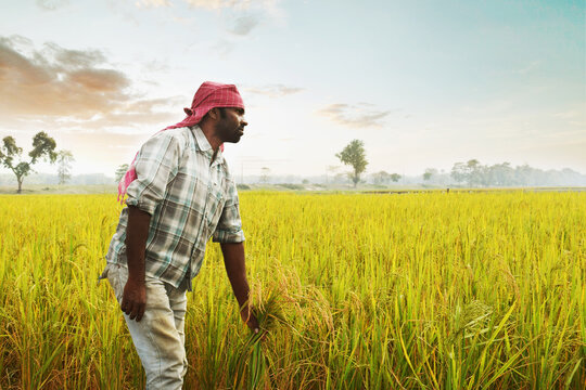farmer standing looking over the crops and fields in india