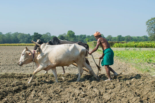 indian Farmer ploughing field
