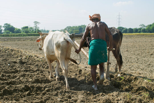 indian Farmer ploughing field