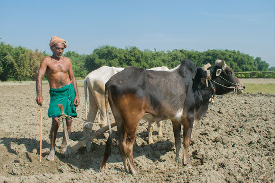 portrait of indian farmer