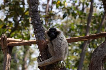 Close up Pileated gibbon