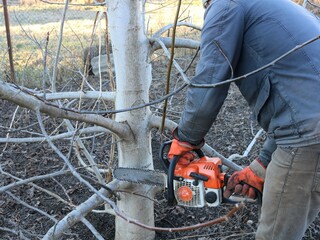 gardener cuts down the lower branches of a tree with a chainsaw in a spring garden or park, seasonal pruning of trees with a chainsaw, a man cuts down tree branches in the spring season