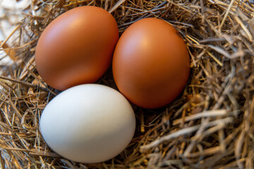 Fresh chicken eggs with a nest, 2 brown and 1 white eggs in a nest