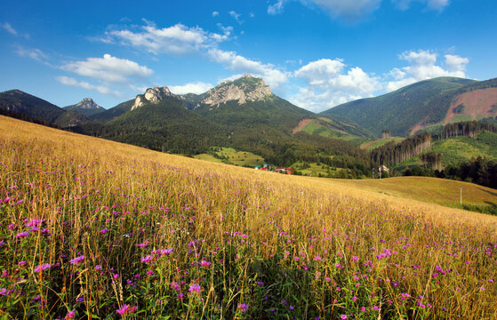 Summer meadow with wild flowers in Slovakia mountain, Terchova