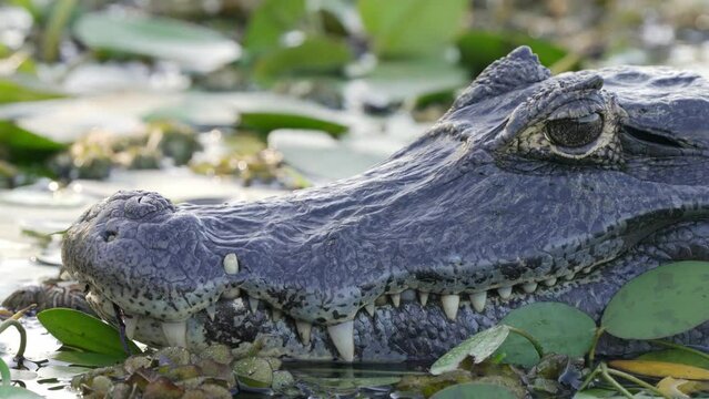 Ponderous yacare caiman with sharp teeth laying idle in the swampy lake, sleeping with one eye open in order to scout its surroundings for threats or preys, ibera wetlands.