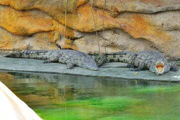 Crocodile
