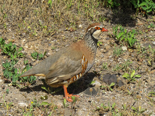 La perdiz roja (Alectoris rufa) en las inmediaciones de la localidad de Tejeda, isla de Gran Canaria, España. Un hermoso y colorido ejemplar hembra.