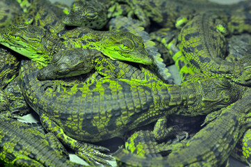 Obraz premium Bébés crocodiles