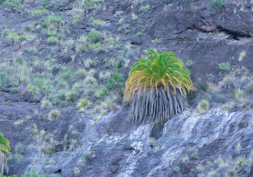 Palmera canaria (Phoenix canariensis) en el barranco de Mog&aacute;n, Gran Canaria, Espa&ntilde;a. Planta adaptada a las escarpadas laderas volc&aacute;nicas de la isla.