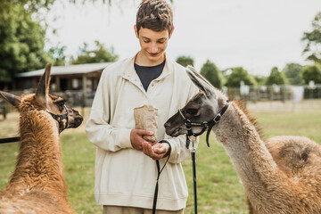 teenager boy playing with an alpaca on natural background, llama on a farm, domesticated wild animal cute and funny with curly hair used for wool