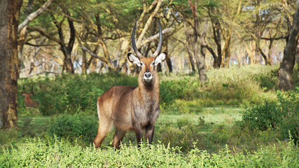 A male water goat or Reduga antelope stands right in the middle of a forest in Kenya. Big and beautiful male antelope with long horns.