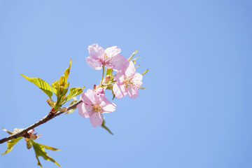 早咲きの安行桜が満開に咲いた