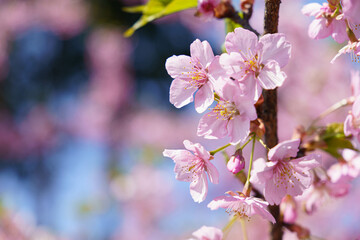 早咲きの安行桜が満開に咲いた