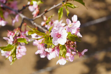 早咲きの安行桜が満開に咲いた
