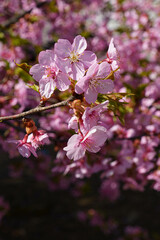早咲きの安行桜が満開に咲いた