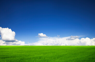 Obraz premium Green meadows with blue sky and clouds background.