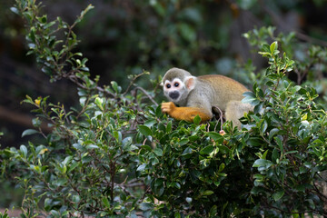 Close up Common Squirrel Monkey, Saimiri Sciureus