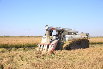 Fototapeta na wymiar Harvester machine is harvesting ripe rice