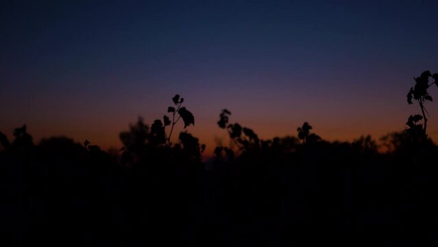 Aube vignoble