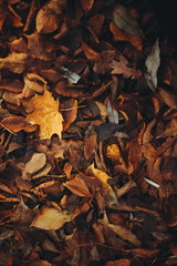 autumn leaves on the ground