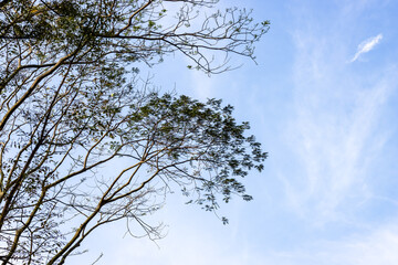 Close up shot of green tree branches under the clean blue sky with copy space