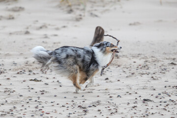 Blue merle shetland sheepdog running near baltic sea on sand with many small rocks