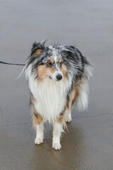 Beautiful blue merle shetland sheepdog standing on a small city port concrete pier near baltic sea.