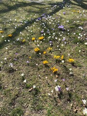 meadow of colored crocuses in the city center in March