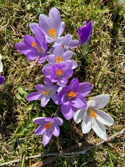 meadow of colored crocuses in the city center in March