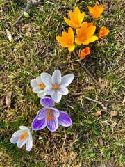 meadow of colored crocuses in the city center in March