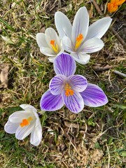 meadow of colored crocuses in the city center in March