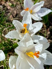 meadow of colored crocuses in the city center in March