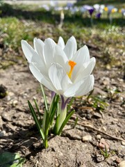 meadow of colored crocuses in the city center in March