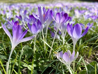 meadow of colored crocuses in the city center in March