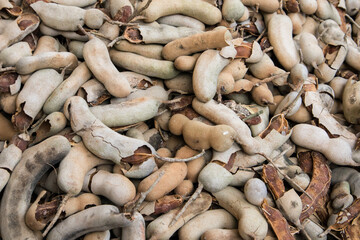 Tamarind harvested from the plant and placed in a stack.