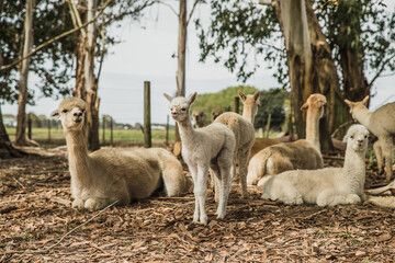 alpaca on natural background, llama on a farm, domesticated wild animal cute and funny with curly...