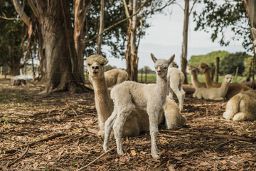 alpaca on natural background, llama on a farm, domesticated wild animal cute and funny with curly hair used for wool