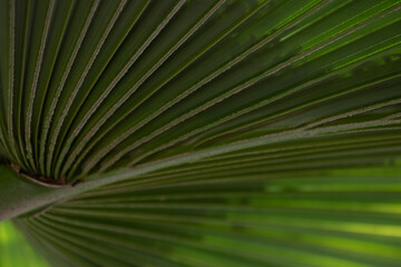 Obraz premium Close up Palm tree Leaf