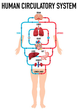 Diagram showing human circulatory system