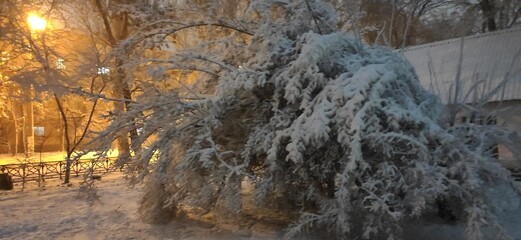 sunset in the forest