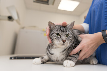 Cat in the veterinary practice. Vet is X-ray the animal