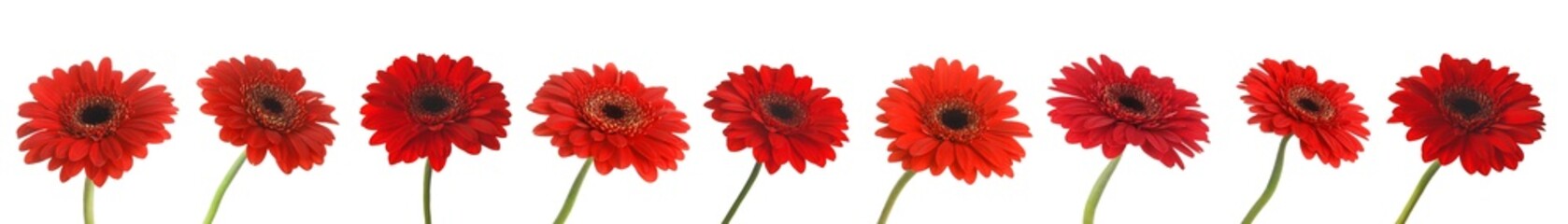 Set of beautiful red gerbera flowers on white background. Banner design