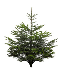 Beautiful fir isolated on white. Christmas tree