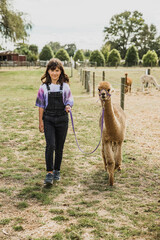 child girl feeding an alpaca on natural background, llama on a farm, domesticated wild animal cute...