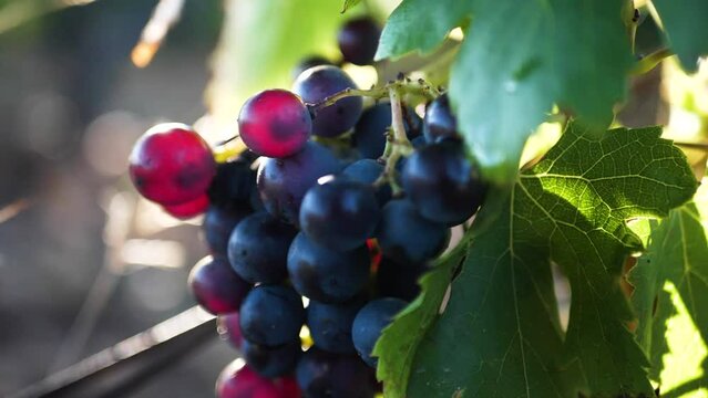 Raisin matin