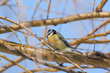 Cyanistes caeruleus sit on tree
Eurasian blue tit sit on branch Volgograd region, Russia.