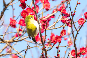 鹿児島紅梅を飛び回り蜜を吸うメジロ